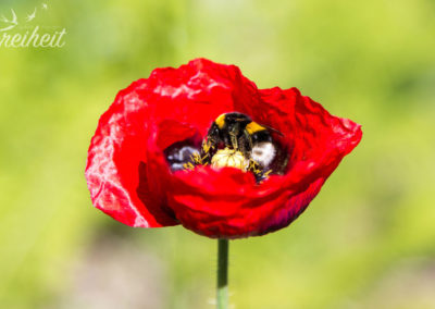 Hummel im Mohn :)