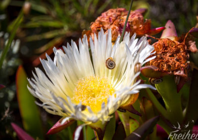 Weiße Mittagsblume mit Bewohner ;-)