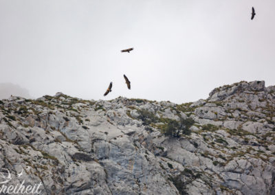 Gänsegeier in der Thermik