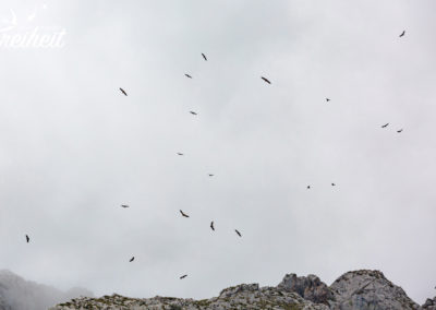 Gänsegeier in der Thermik oberhalb unseres Schlafplatzes