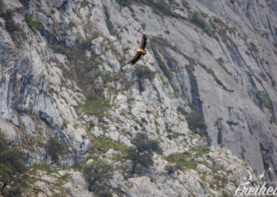 Gänsegeier in der Thermik