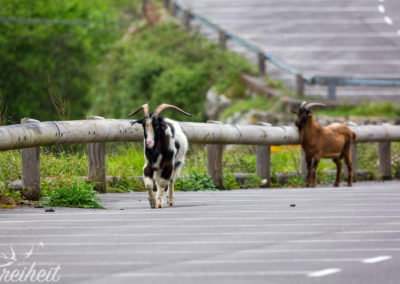 Besuch auf dem Parkplatz
