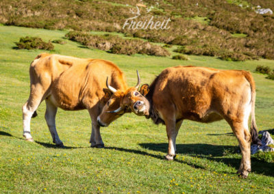 Kleines Kräftemessen zwischen den Jungkühen