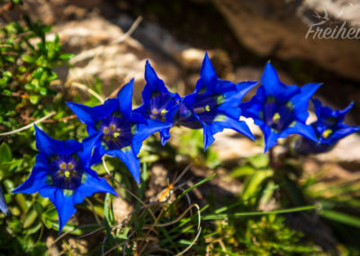 Enzian in Reih und Glied ;-)