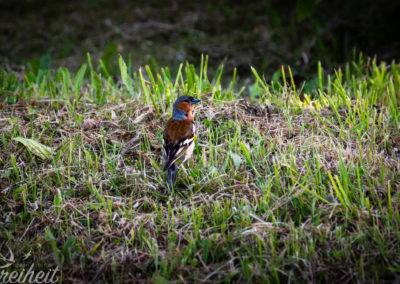Ein Buchfink auf Futtersuche