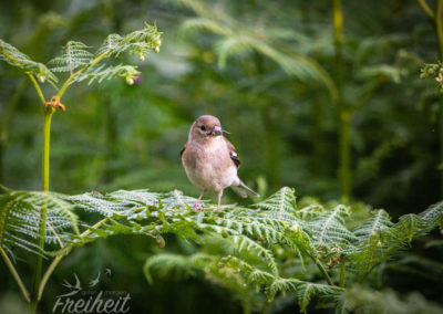 Dämmerzeit = Mahlzeit