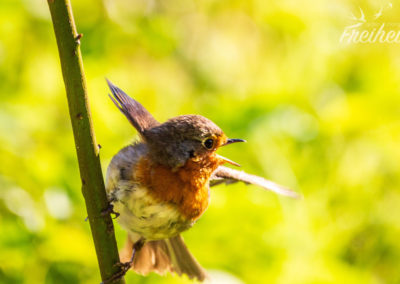 Einen Augenblick vorm Abheben