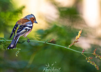 Ein Buchfink