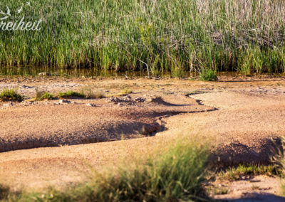 Der kleine See ist gut zugewachsen