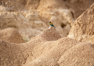 Bunter Bienenfresser