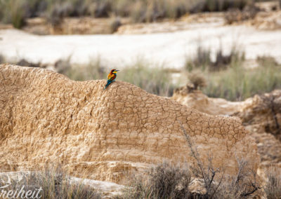 Bunter Bienenfresser