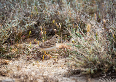 Vermutlich eine Calandra Lerche