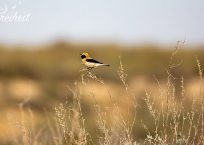 Vogel "ohne" Namen :-)