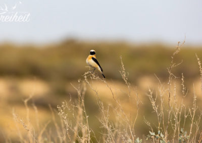 Vogel "ohne" Namen :-)