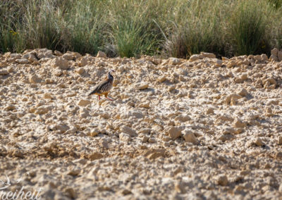 Sehr schüchtener Vogel dieses Rothuhn ;-)